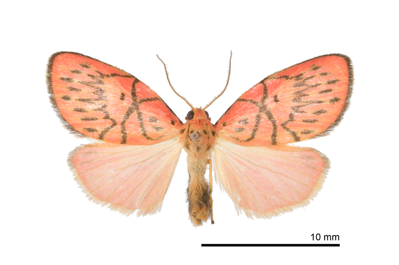 Aberrasine lichenshihi Male